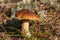 Edible brown mushroom Leccinum scabrum grow