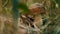 Edible brown mushroom at meditative calm autumn woodland in green grass.