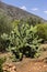 Edible cactus - prickly pear Opuntia close-up