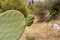 Edible cactus - prickly pear Opuntia close-up