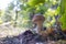 Edible cep mushroom grows under oak leaves