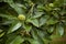 Edible chestnut in its prickly shell, fallen from the tree to the ground or still hanging from the chestnut tree.