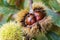 Edible chestnut opening on chestnut tree