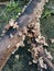 Edible common white split gill fungus