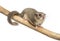 Edible dormouse on a branch