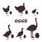 Edible eggs. silhouettes of different birds, chicken, duck, turkey, quail, ostrich and their eggs on a white background