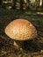 Edible european blusher mushroom