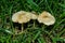 Edible Fairy Ring mushrooms Latin: Marasmius oreades in grass, closeup. Soft selective focus