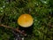 Edible Flammulina velutipes, Enokitake, Golden Needle, Lily or winter mushroom close-up in moss, selective focus