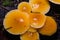 Edible Flammulina velutipes, Enokitake, Golden Needle, Lily or winter mushrooms close-up at dark forest, selective focus