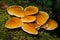 Edible Flammulina velutipes, Enokitake, Golden Needle, Lily or winter mushrooms close-up at dark forest, selective focus