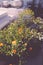 Edible flowers growing in an urban roof garden