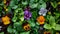 Edible Flowers Among Microgreens