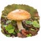 Edible forest find Leccinum versipelle mushroom, orange birch bolete