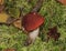 Edible forest mushroom in the background of beautiful green moss