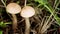 Edible forest mushroom brown cap boletus growing in summer forest. Birch bolete mushrooms, leccinum scabrum, growing in