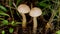 Edible forest mushroom brown cap boletus growing in summer forest. Birch bolete mushrooms, leccinum scabrum, growing in