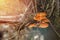 Edible forest mushroom. Honey fungus on the stump, beautiful orange mushrooms