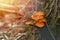 Edible forest mushroom. Honey fungus on the stump, beautiful orange mushrooms