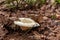 Edible forest mushroom Lactarius resimus known as the milky cup grows in the forest from under leaf litter. Pickles from it is