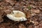 Edible forest mushroom Lactarius resimus known as the milky cup grows in the forest from under leaf litter. Pickles from it is