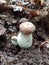 Edible forest mushrooms