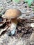 Edible forest mushrooms