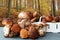 Edible forest mushrooms in autumn. Selective focus on different types of mushrooms such as porcini, chestnuts and parasols on a