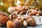 Edible forest mushrooms in autumn. Selective focus on different types of mushrooms such as porcini, chestnuts and parasols on a