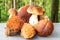 Edible forest mushrooms in autumn. Selective focus on different types of mushrooms such as porcini, chestnuts and parasols on a