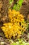 Edible forest Mushrooms honey agaric Growing At The Roots Of The Tree In The Autumn Forest