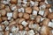 Edible fresh chestnut mushroom