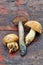 edible fresh mushrooms