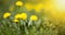 Edible fresh yellow blowball dandelion flowers
