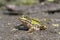 Edible frog, Common water frog
