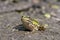 Edible frog, Common water frog, Pelophylax esculentus