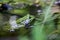 Edible frog, Pelophylax esculentus also known as the common water frog or green frog, European dark-spotted, European