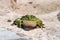 Edible frog (Pelophylax esculentus) or green frog