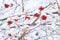 Edible frozen red viburnum and yellow sea buckthorn aka hippophae rhamnoides berries on a bush covered with snow in