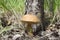 Edible fungi under a tree