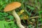 Edible fungi which grows in the wood. Autumn wood. Crop of mushrooms.m Beautiful red fly agari