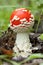 Edible fungi which grows in the wood. Autumn wood. Crop of mushrooms.m Beautiful red fly agari. Beautiful red fly agaric