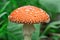 Edible fungi which grows in the wood. Autumn wood. Crop of mushrooms.m Beautiful red fly agari. Beautiful red fly agaric