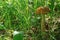 Edible fungi which grows in the wood. Autumn wood. Crop of mushrooms.m Beautiful red fly agari. Beautiful red fly agaric