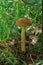 Edible fungi which grows in the wood. Autumn wood. Crop of mushrooms.m Beautiful red fly agari. Beautiful red fly agaric