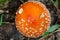 Edible fungi which grows in the wood. Autumn wood. Crop of mushrooms.m Beautiful red fly agaric