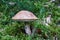 Edible fungus red-capped scaber stalk growing in moss