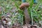 Edible fungus red-capped scaber stalk growing in moss