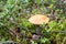 Edible fungus with red head growing in forest in moss