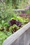 Edible Garden - Fresh lettuce and herbs